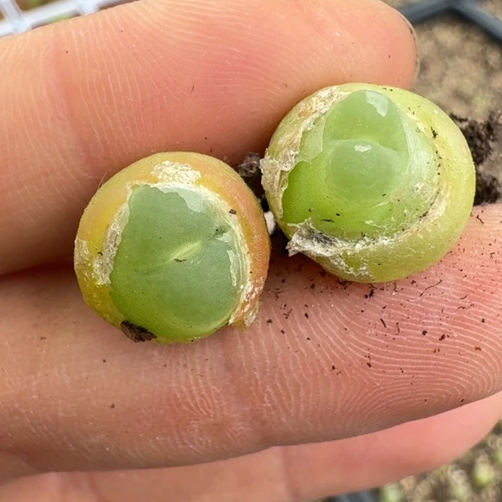 399两颗，土中。 五w