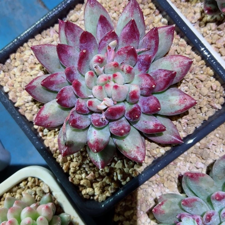 精品多肉植物老桩