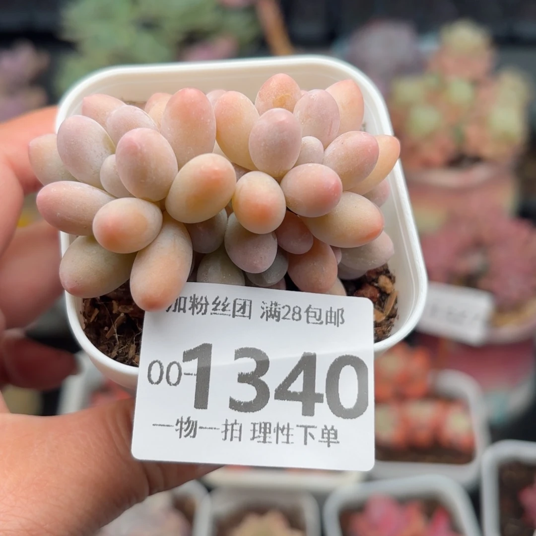 汤圆多肉多肉多肉多肉