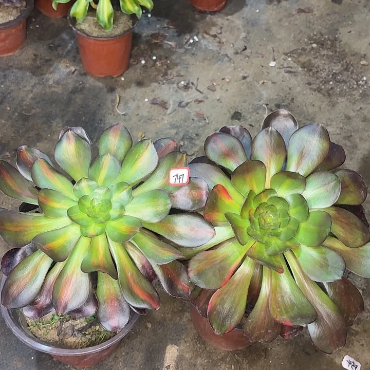 巫毒两个747多肉植物