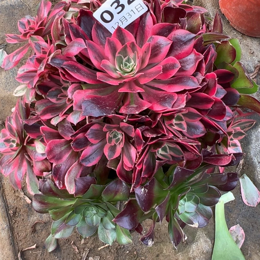 12.31-32女妖多肉植物