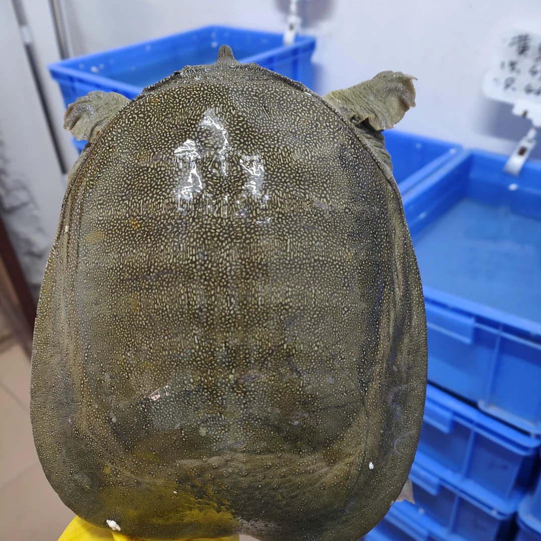 老甲鱼母 冷水养殖 包活到手