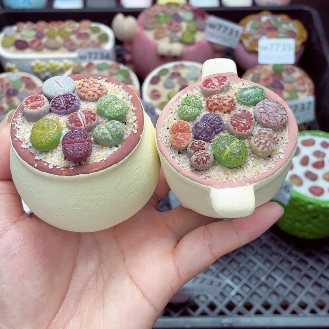 w7740 带盆土发货一物一拍