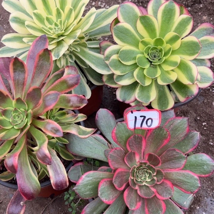 多肉植物170不售后