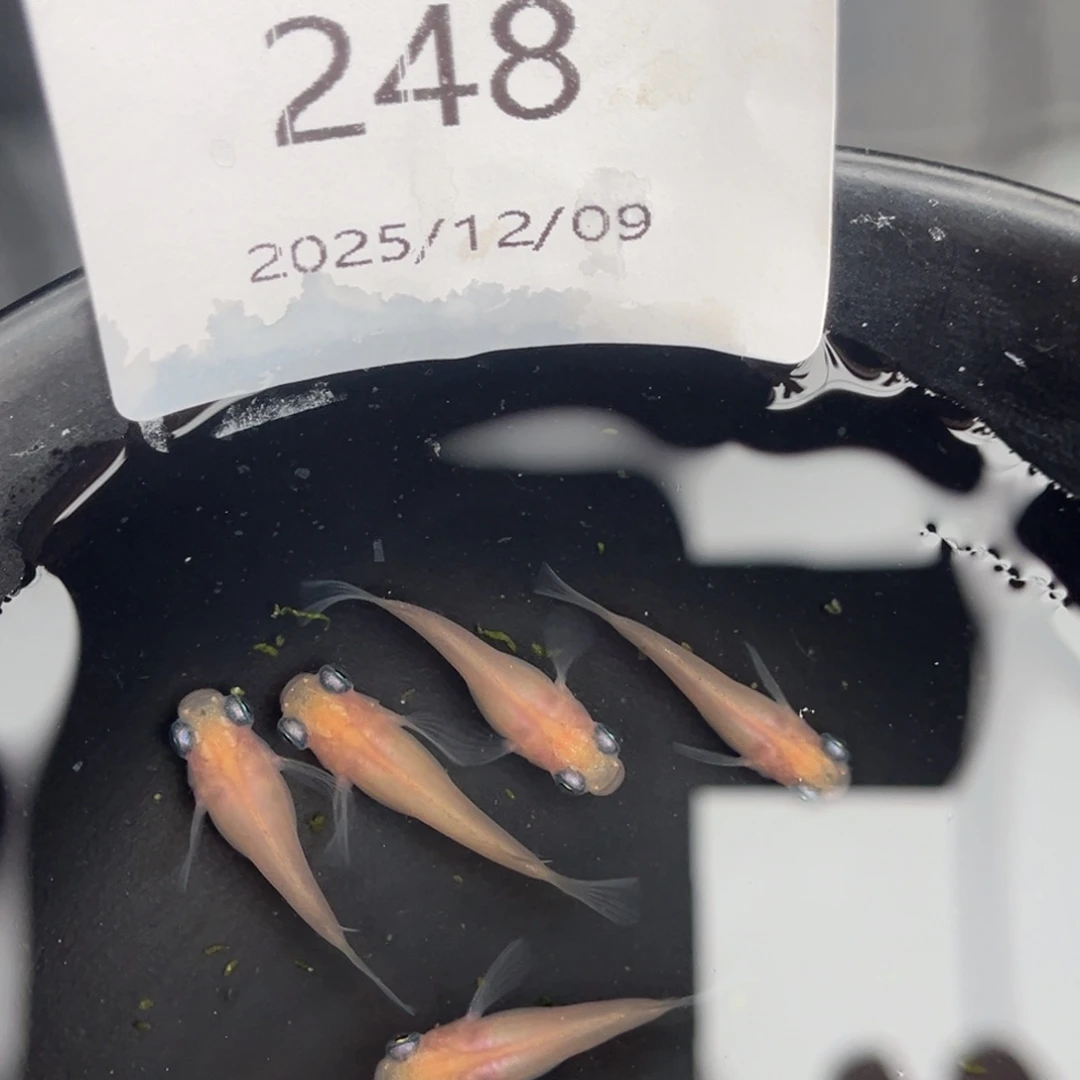 青鳉鱼248白出目五尾