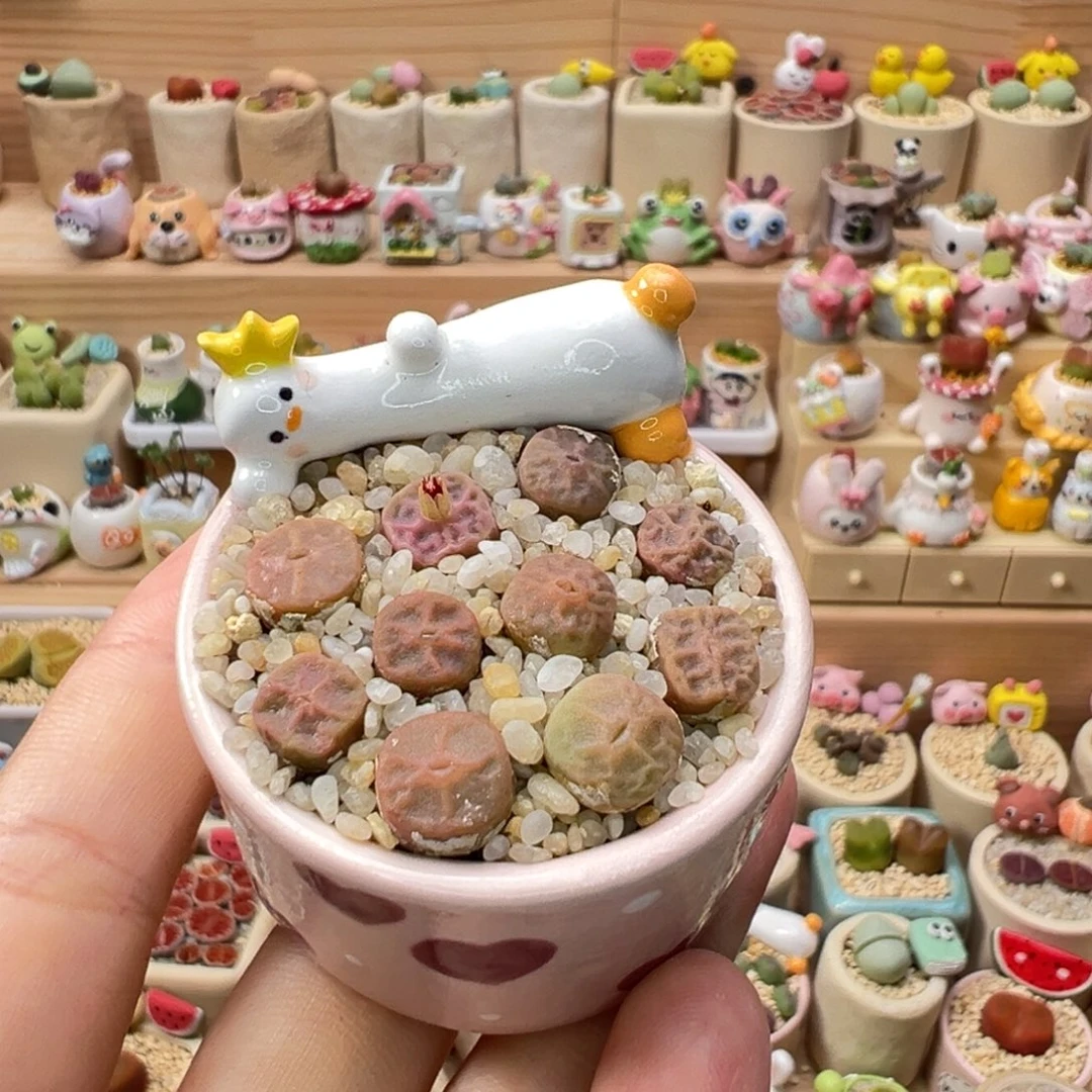 多肉植物128号烧卖