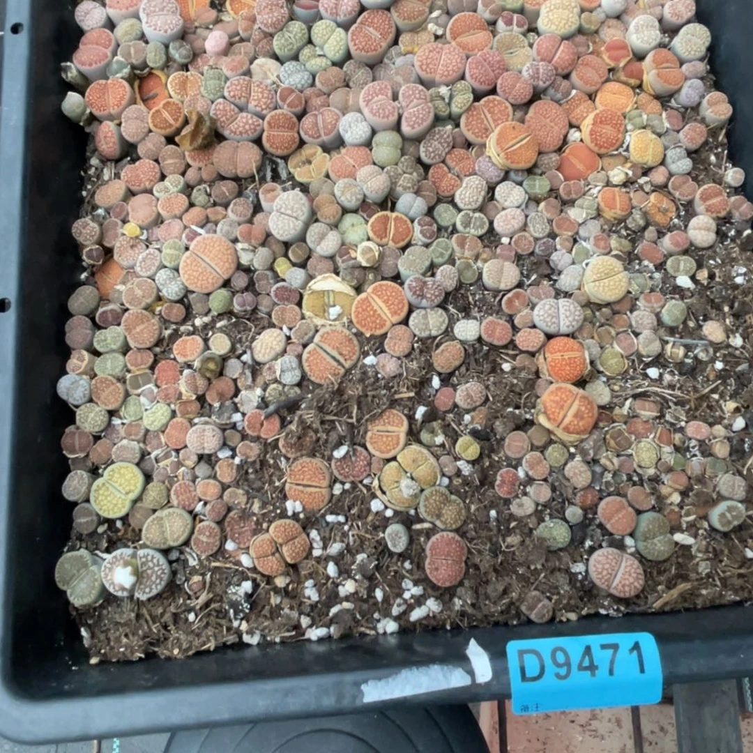 是***呀9471筐福利不售后