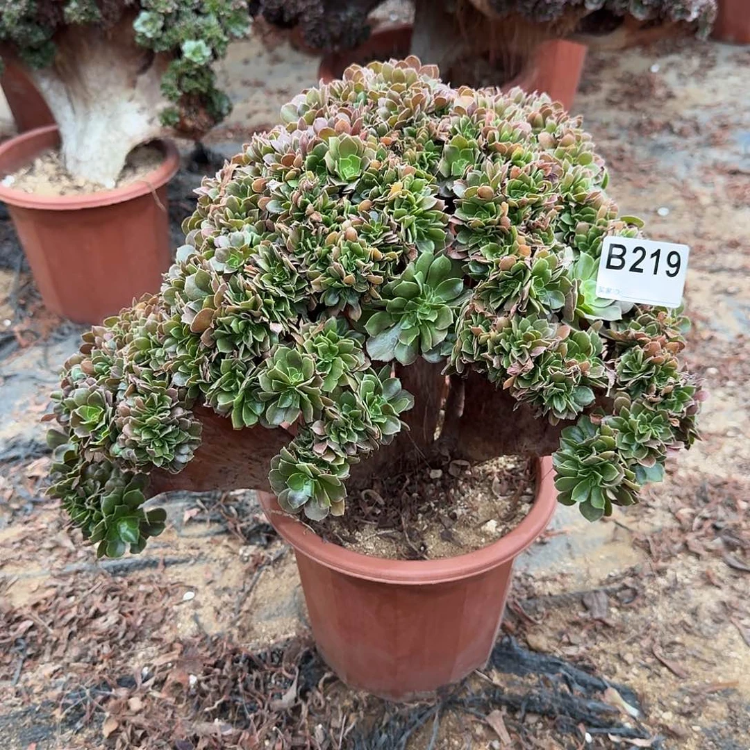 219玫瑰有伤一颗呀38官府