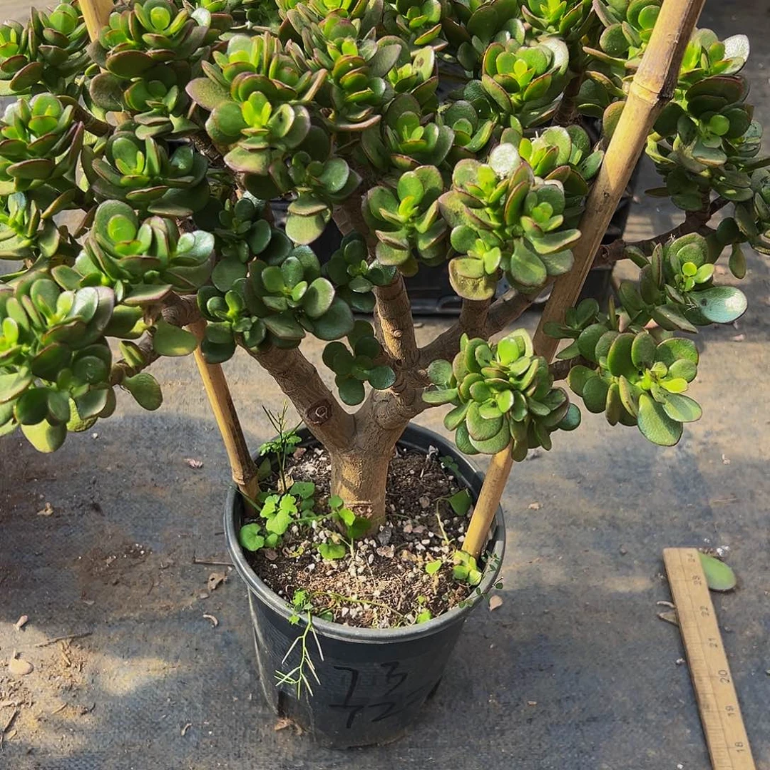 叮***当稀有摇钱树带盆发货7222