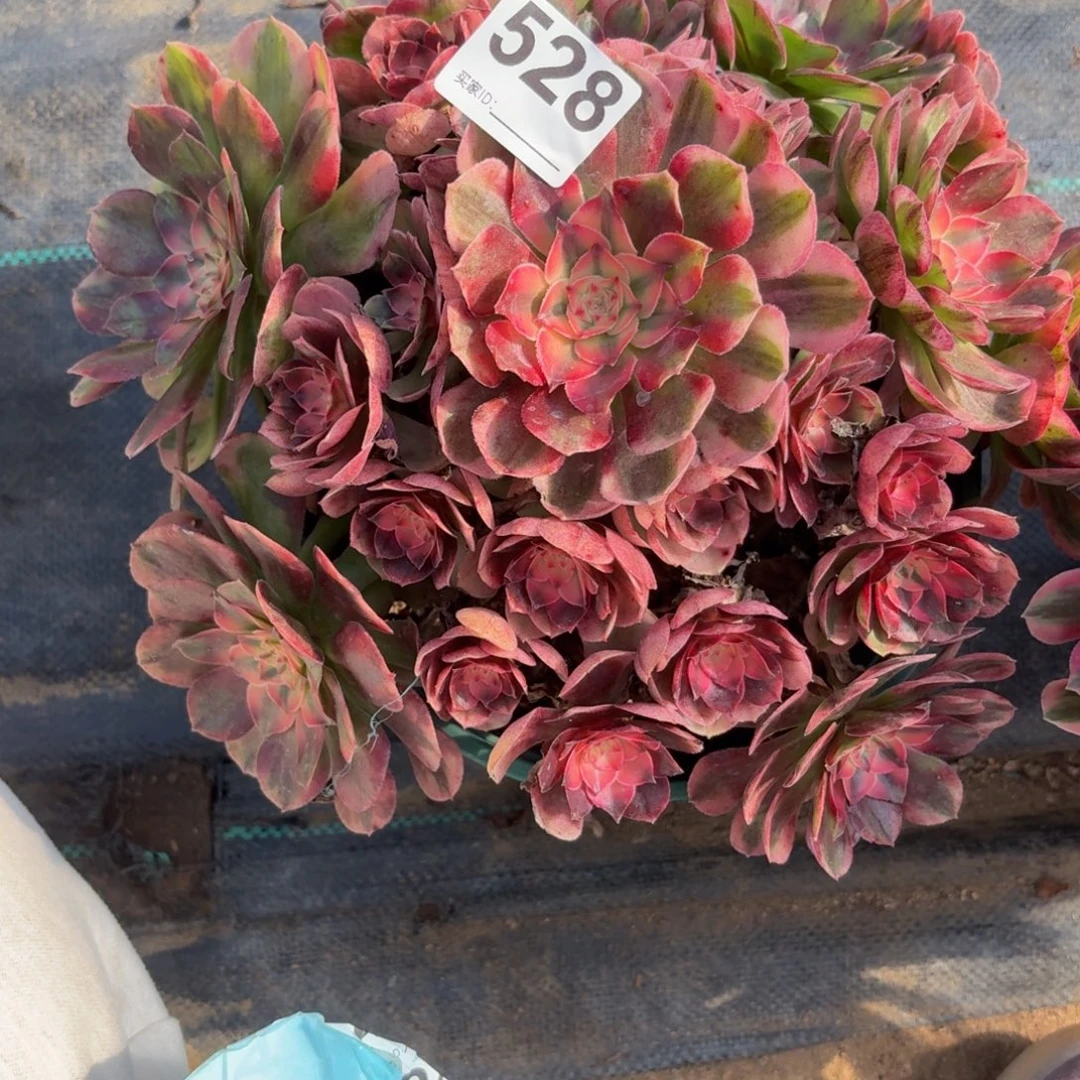 528荔枝多破植物福利