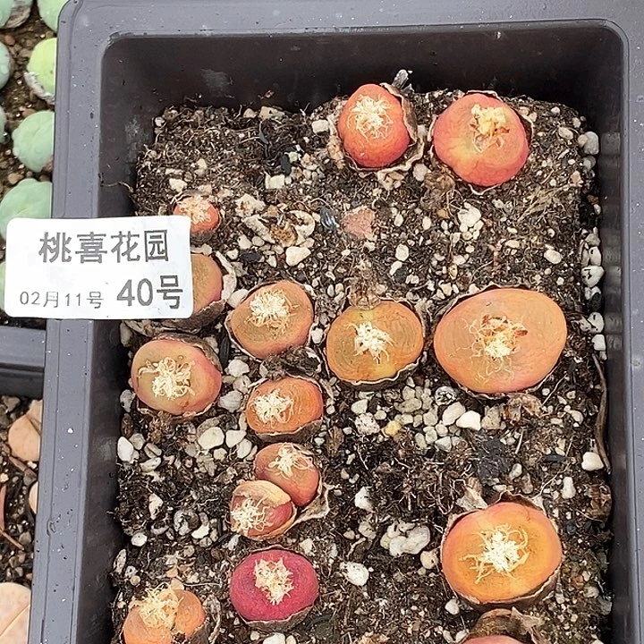 心*桃喜花园0211-40毛