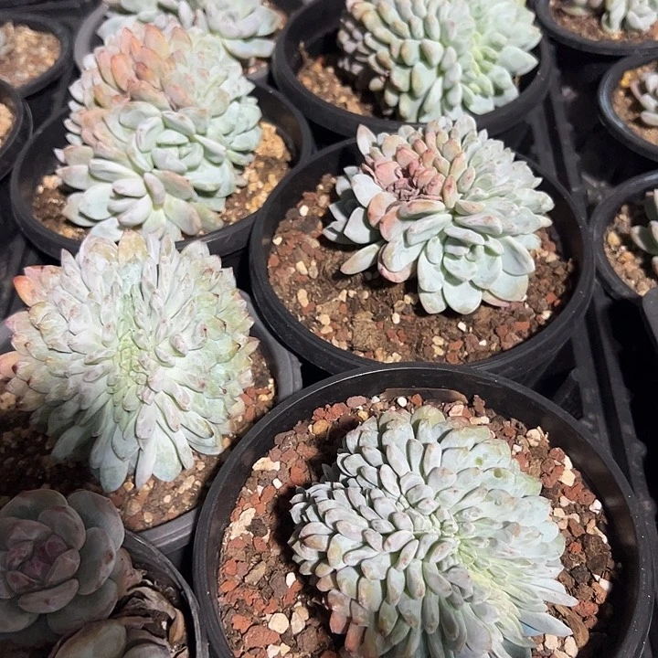 福利，正版星影缀化一颗