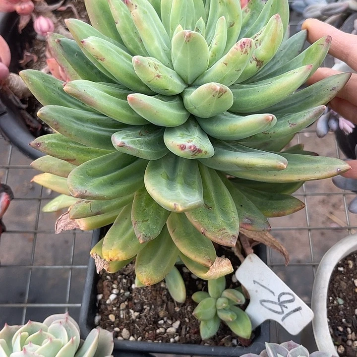 两单包邮，一物一拍81海洋之歌