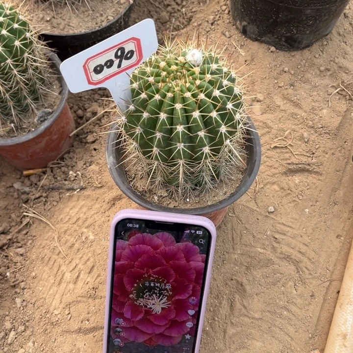 0090。毛花柱101有花苞