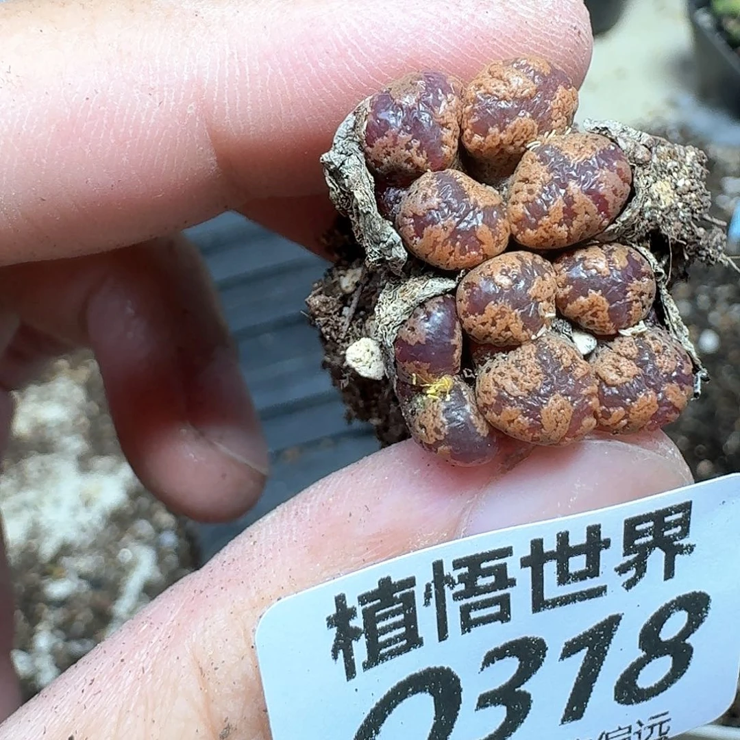多肉植物的润泽发发