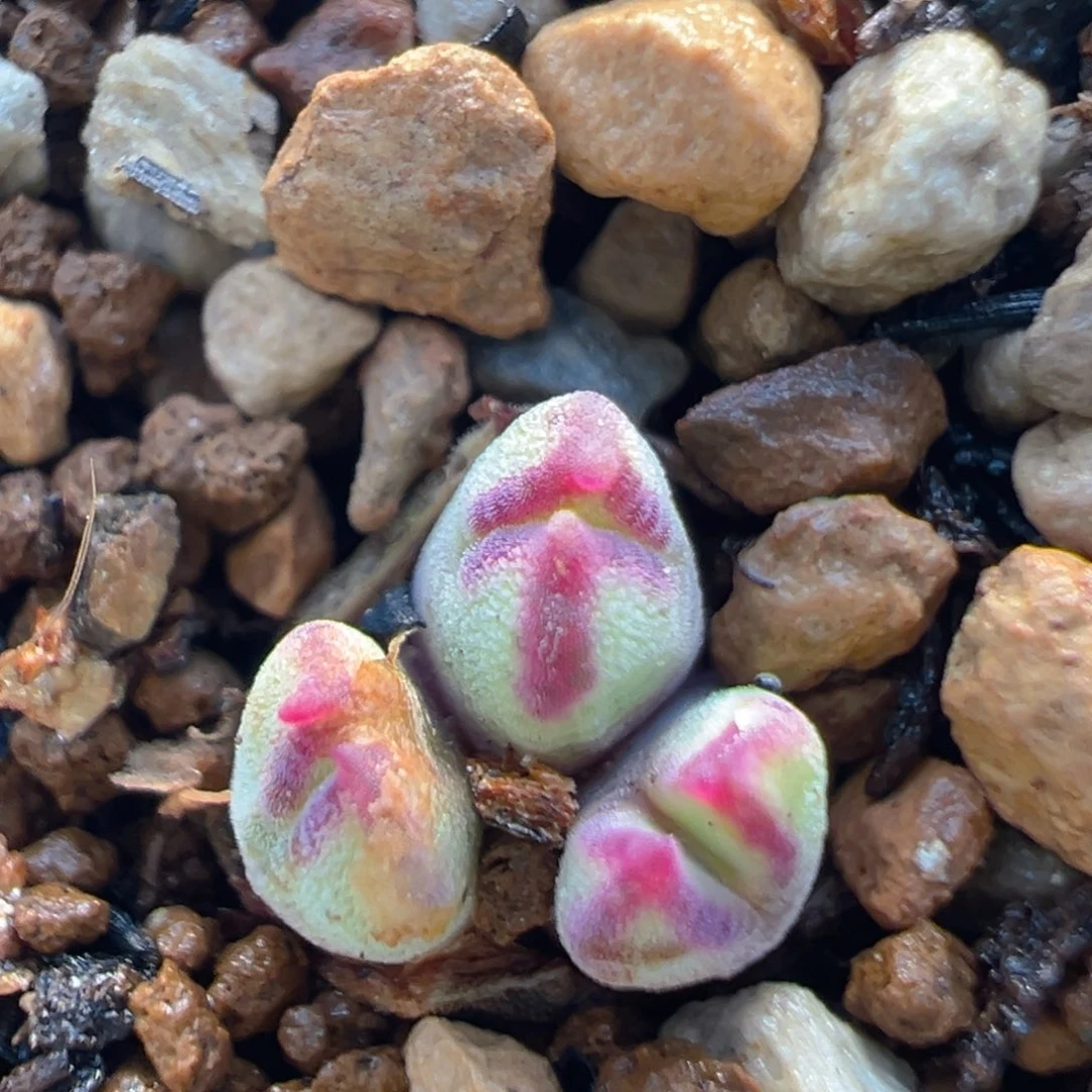 95多肉植物百科知识