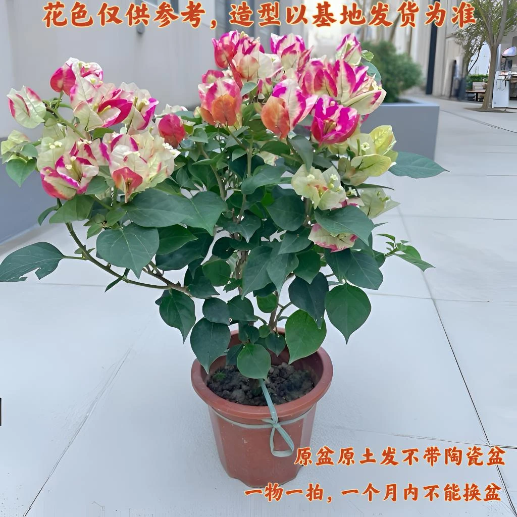 哪吒·三角梅原盆原土发货庭院阳台观赏