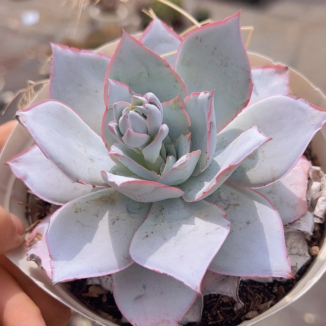 广寒宫大单头起发精品