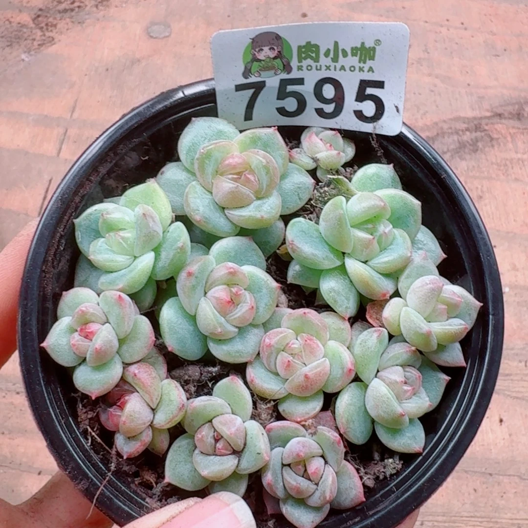 多肉植物多肉植物