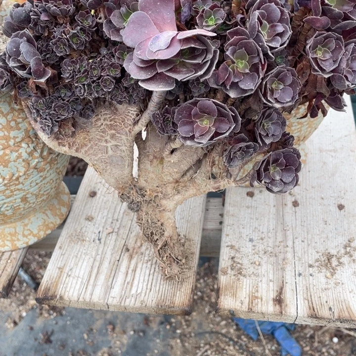 多肉的鱼也可以是你喜欢我