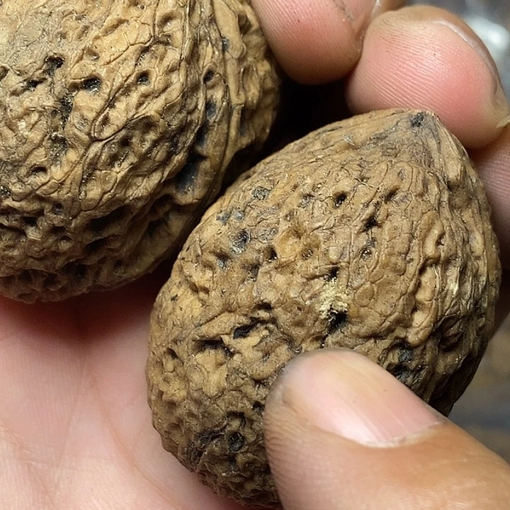 文玩核桃把件云南铁核桃B74