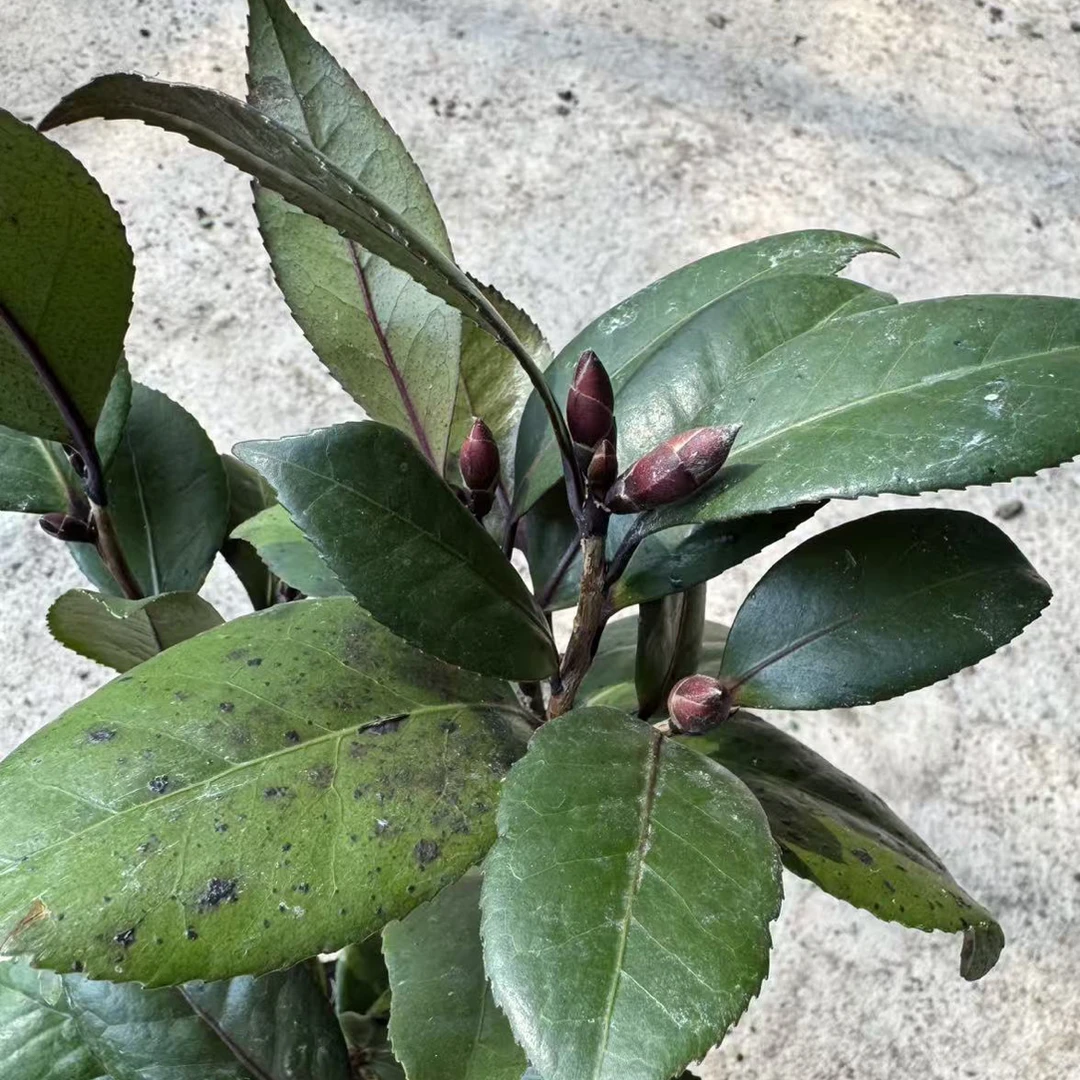 红叶贝拉大玫瑰山茶