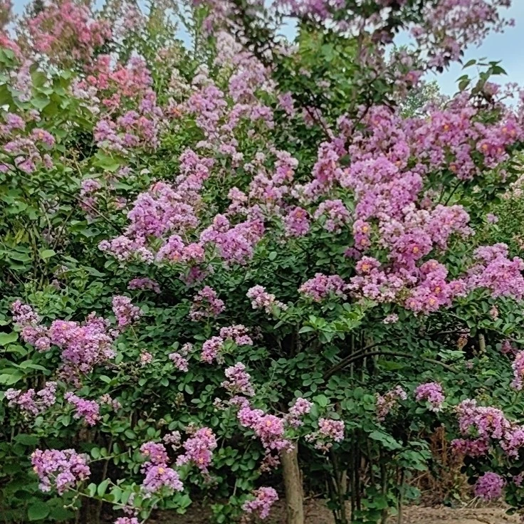 紫薇花盆栽耐高温耐寒四季好养适合阳台庭院的绿植盆景