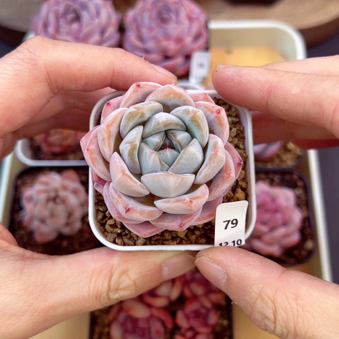 好好看79、哈哈哈哈