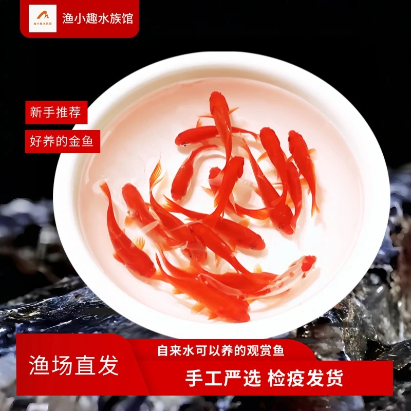 草金鱼观赏鱼长短尾金鱼冷水红草金鱼耐活淡水可混养锦鲤招财金鱼