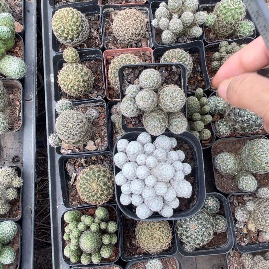 云***诺多肉植物仙人球开花