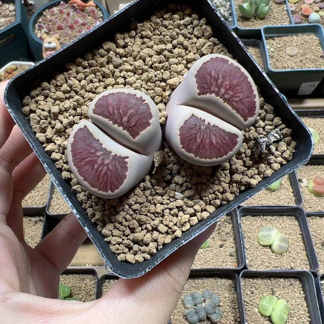 【闪购商品】248 菊特选