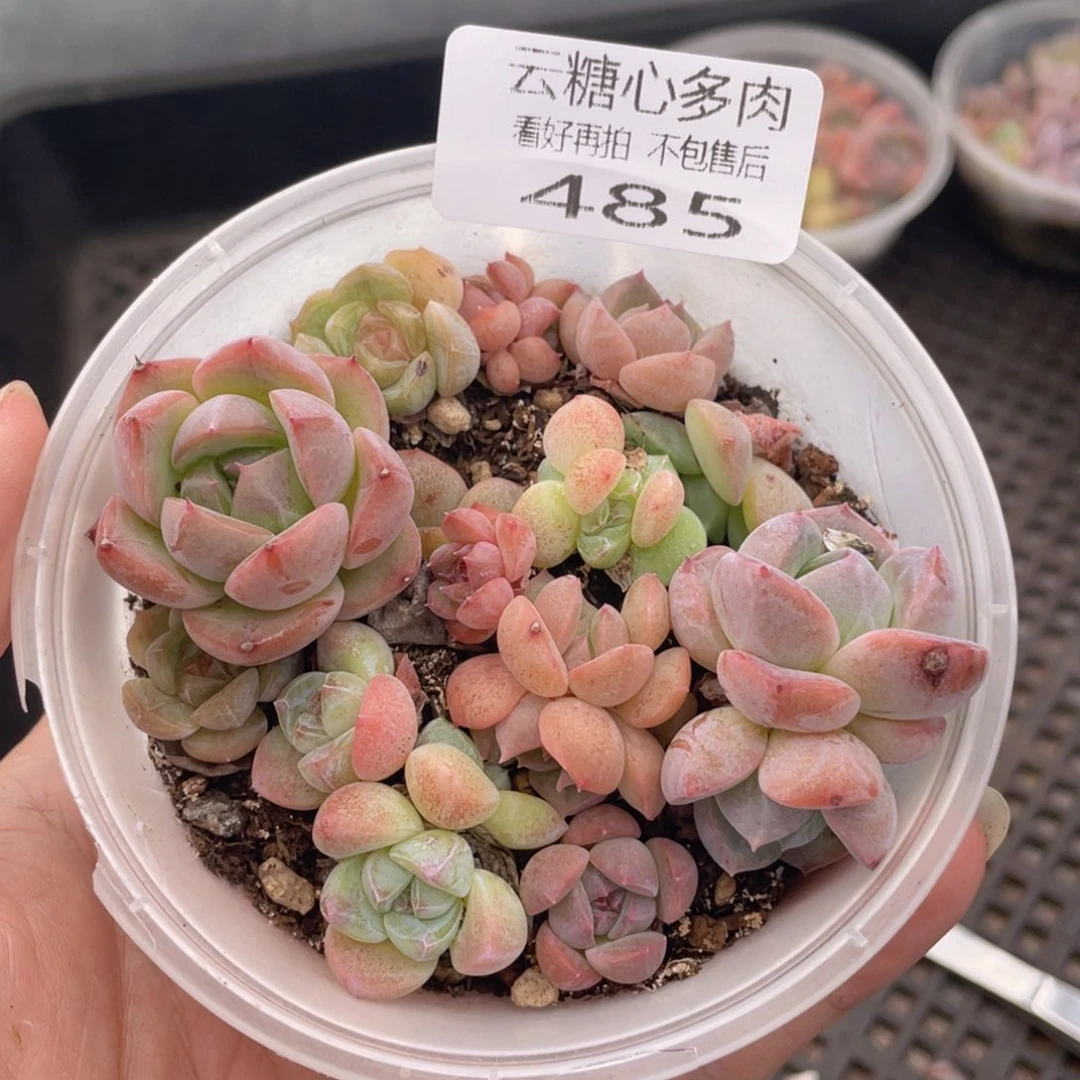 云糖心多肉植物485