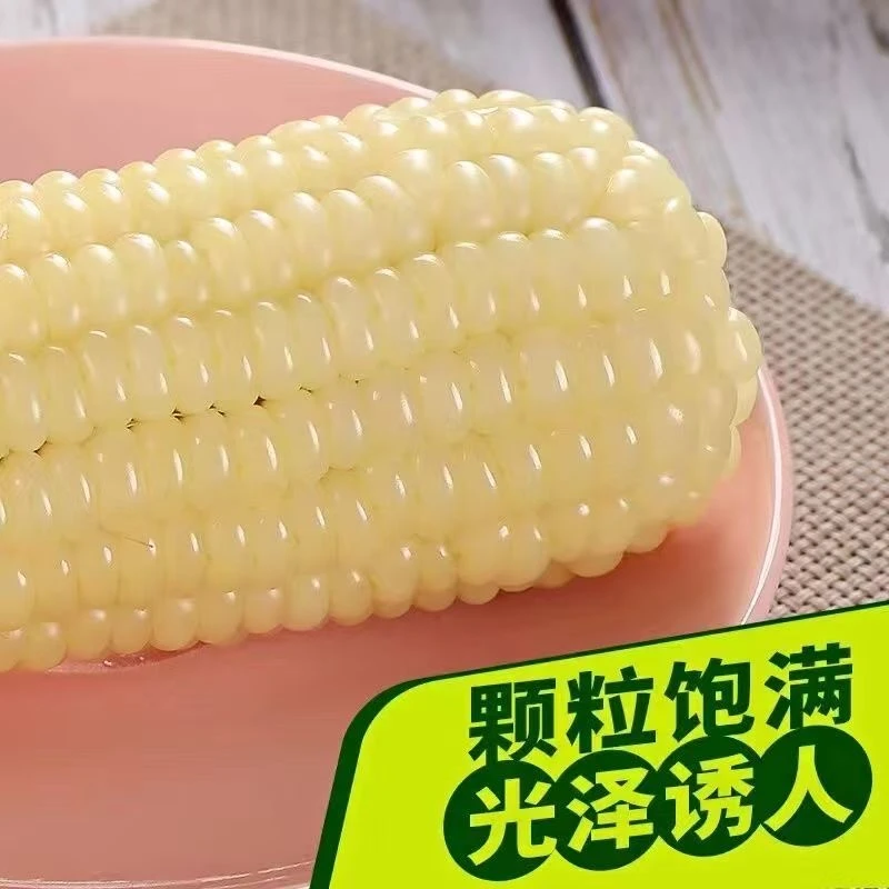 东北白糯玉米软糯香甜低脂真空包装轻食代餐粗粮整箱10根