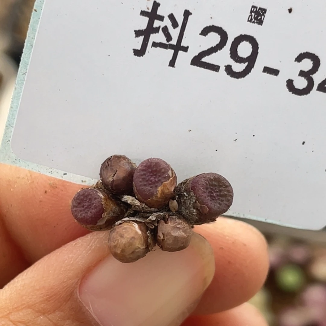 29-34猪皮多肉植物