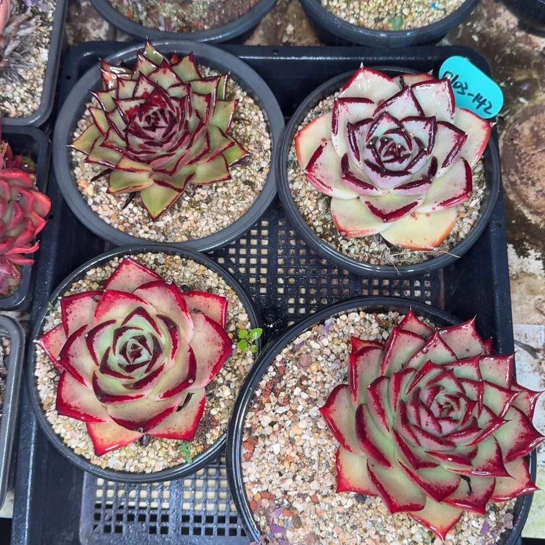 从前慢多肉精选编号0103.142