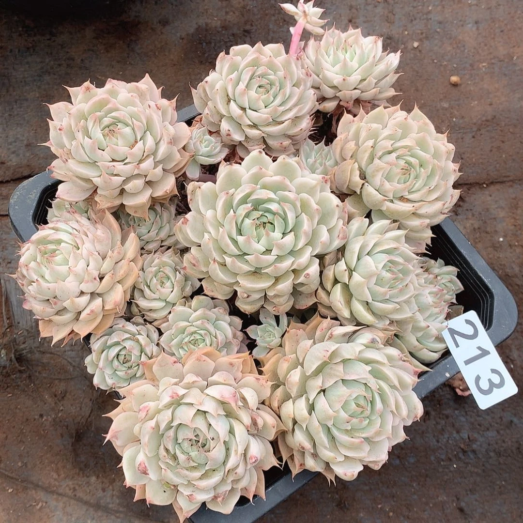 213玛格丽特锦一物一拍多肉