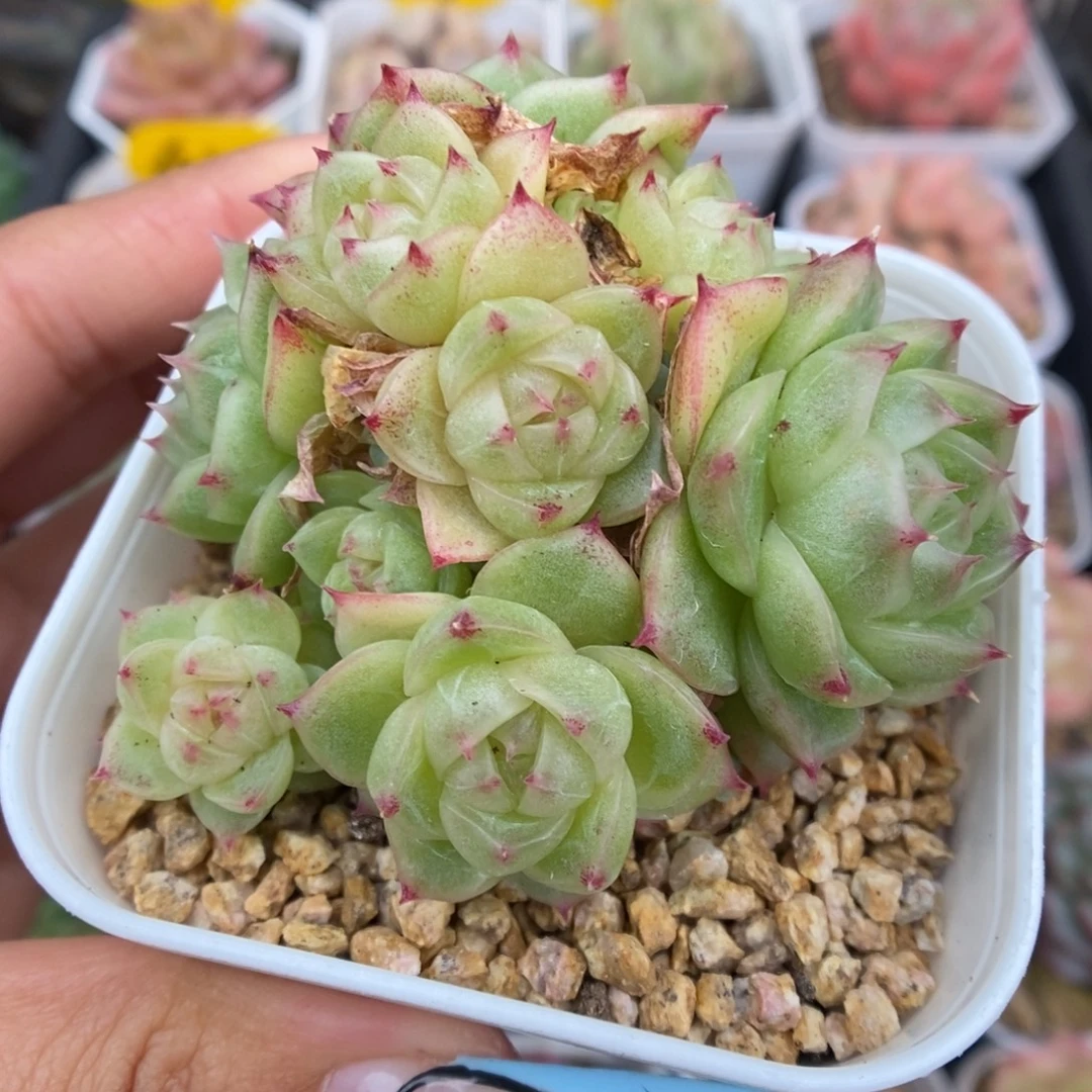 蜜蜡麦秆群生465号。