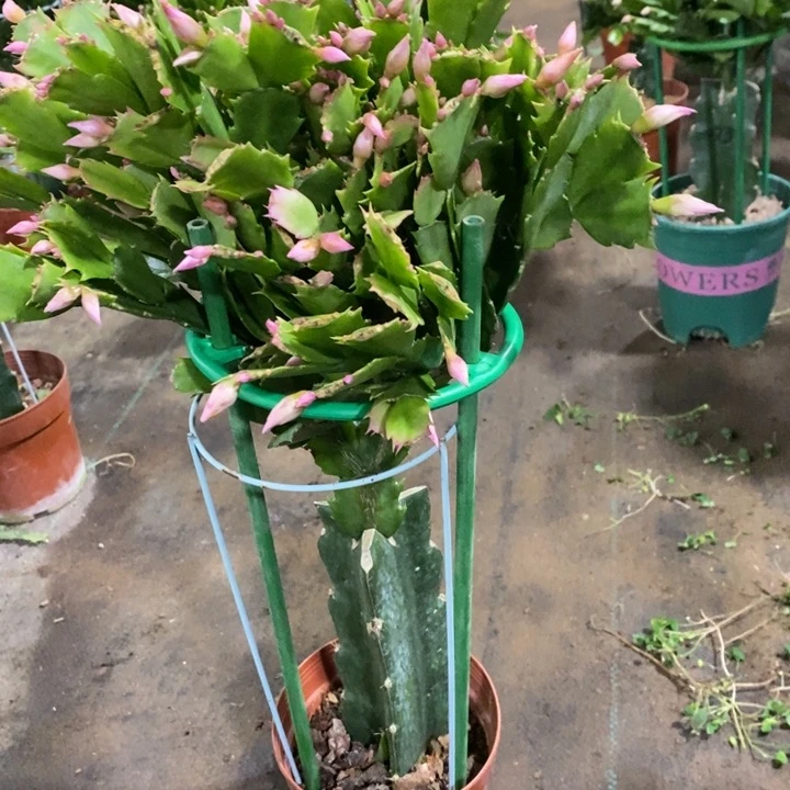 当前无花栽培后可以开花【***】148嫁接068