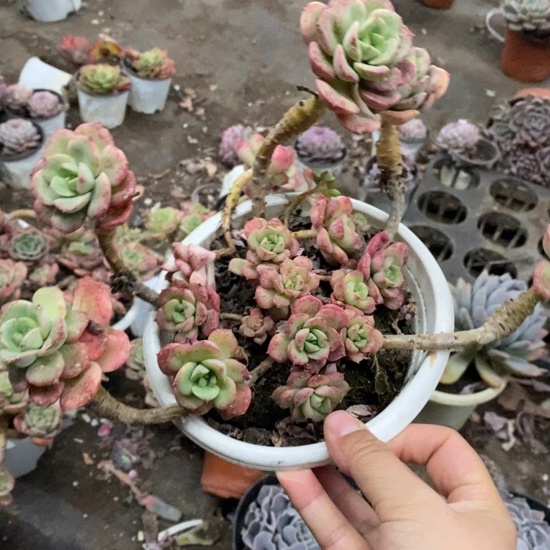 妮可莎娜玫瑰大盆整桩