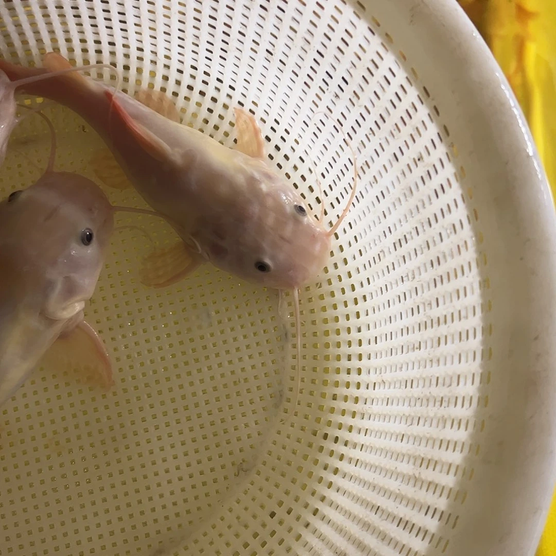 七***木虎皮鱼66666666666