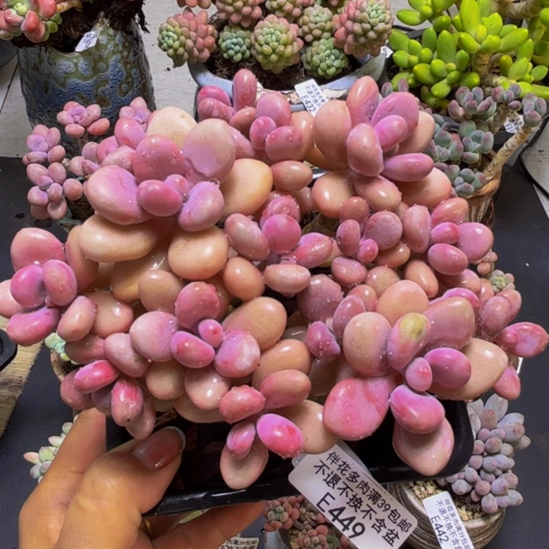 糖果桃蛋449/13cm多肉