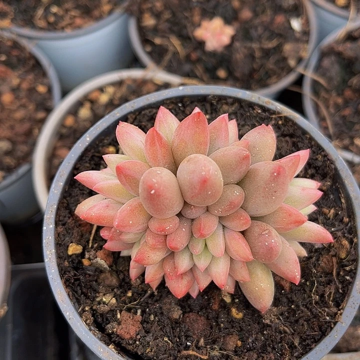 红蜻蜓多肉植物糖宝