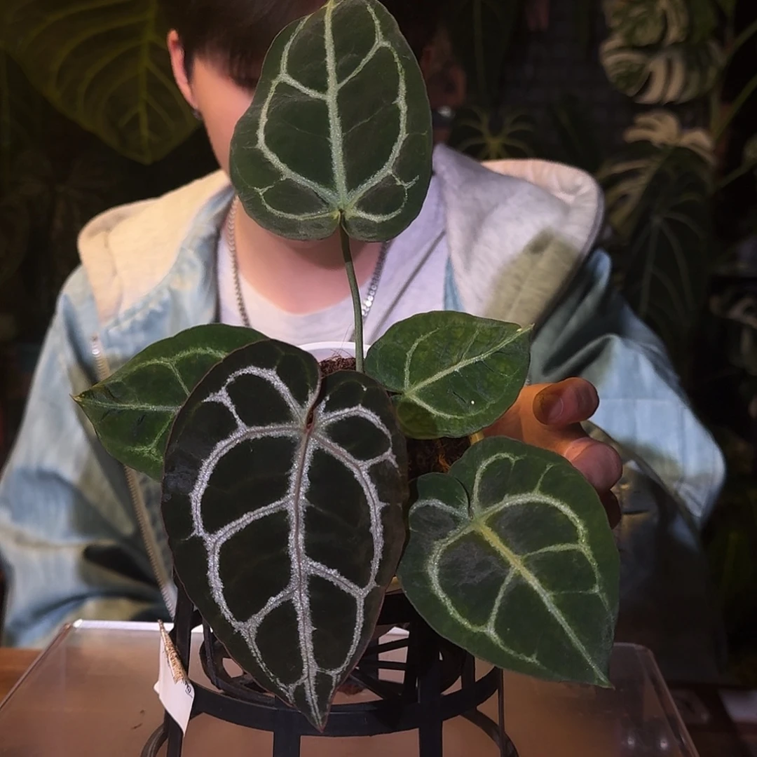 不开花植物D40狂战士杂红