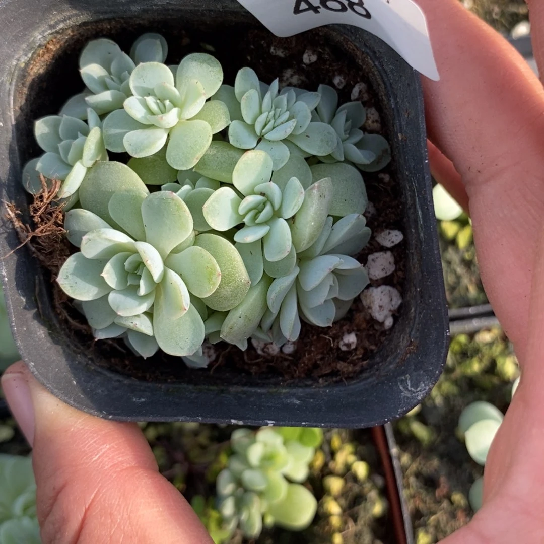 标468纸鸢一个多肉