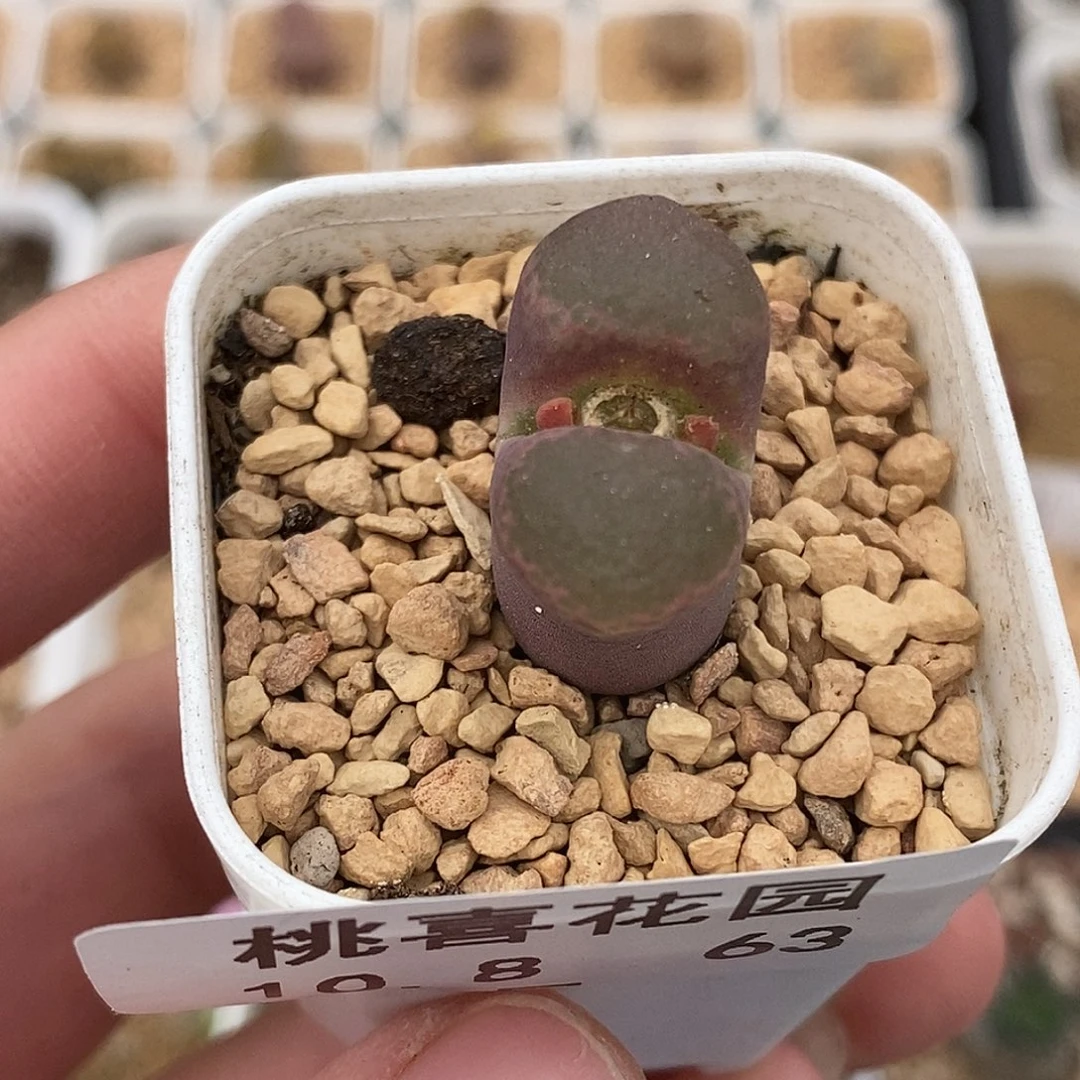 7️⃣1008-63-风铃福利。