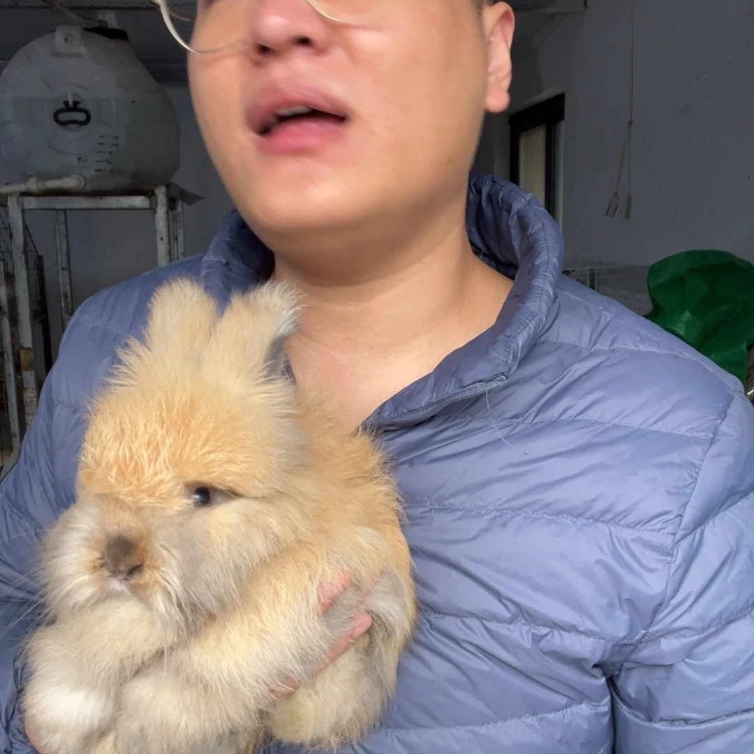 静***兰双血统英系安哥拉兔子