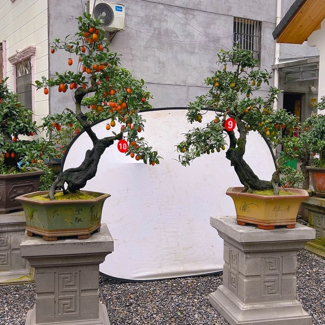 无花朵嫁接金弹子