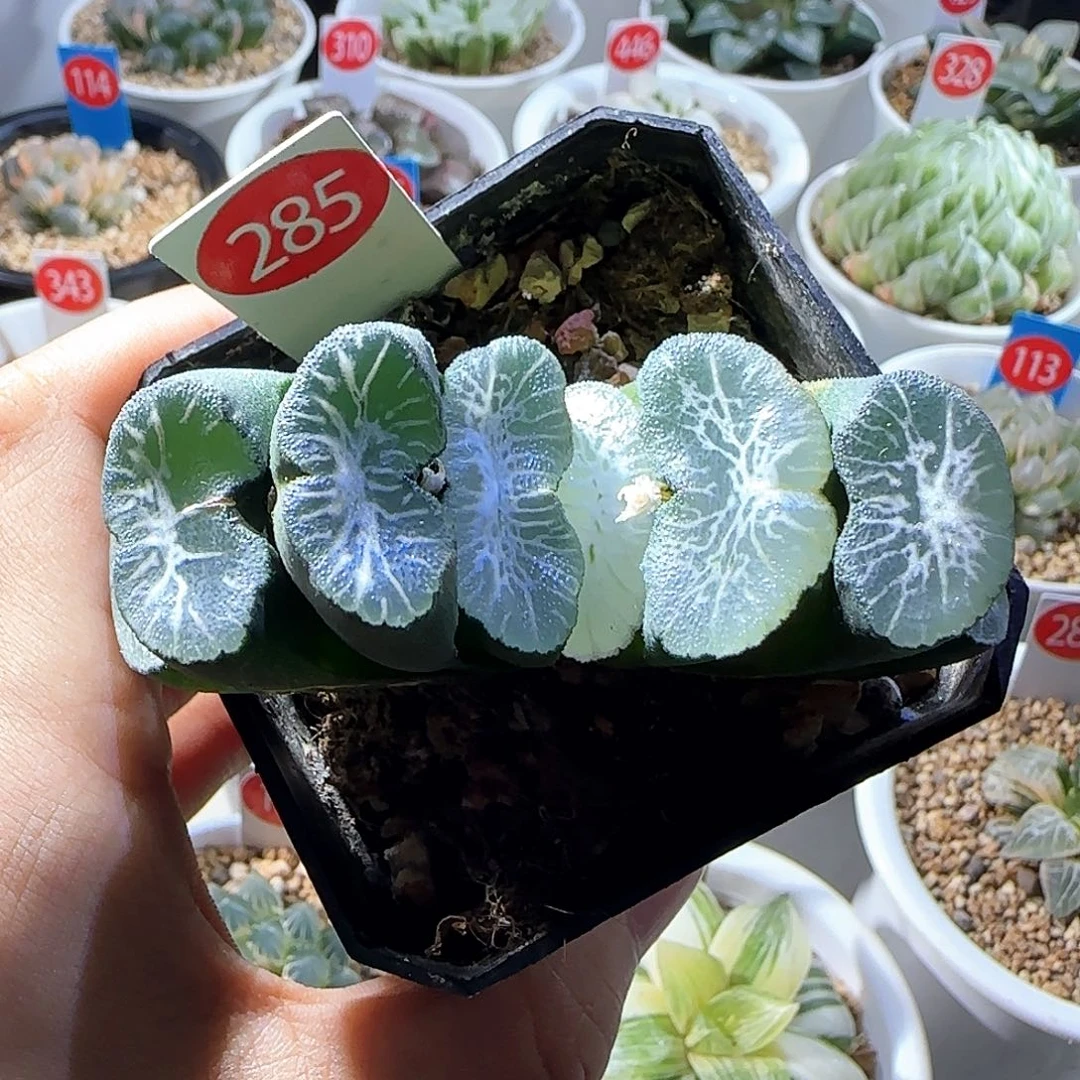 285号实生玉扇一物一拍带盆土