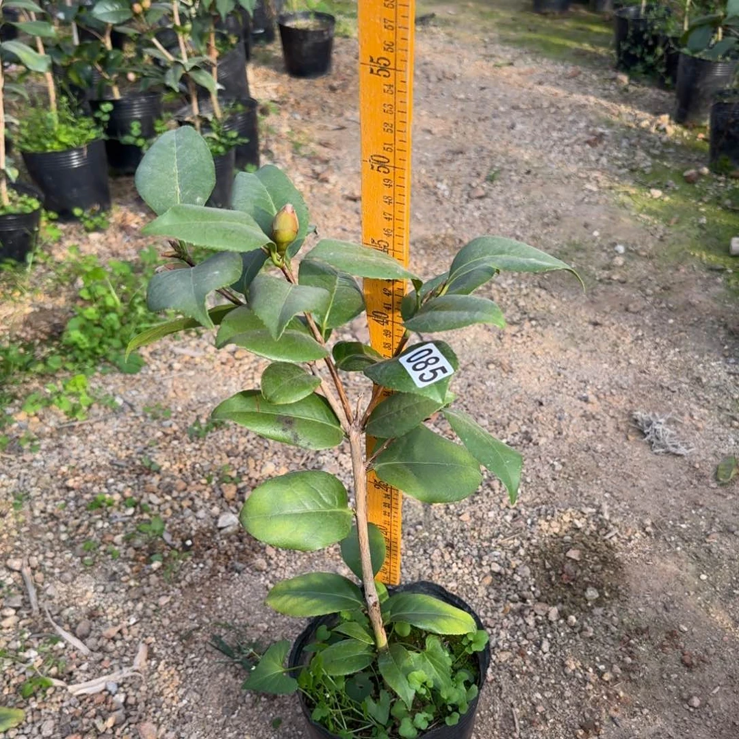 少量花朵（建议范围：2朵-5朵 或40%以下）085青黑不分花色