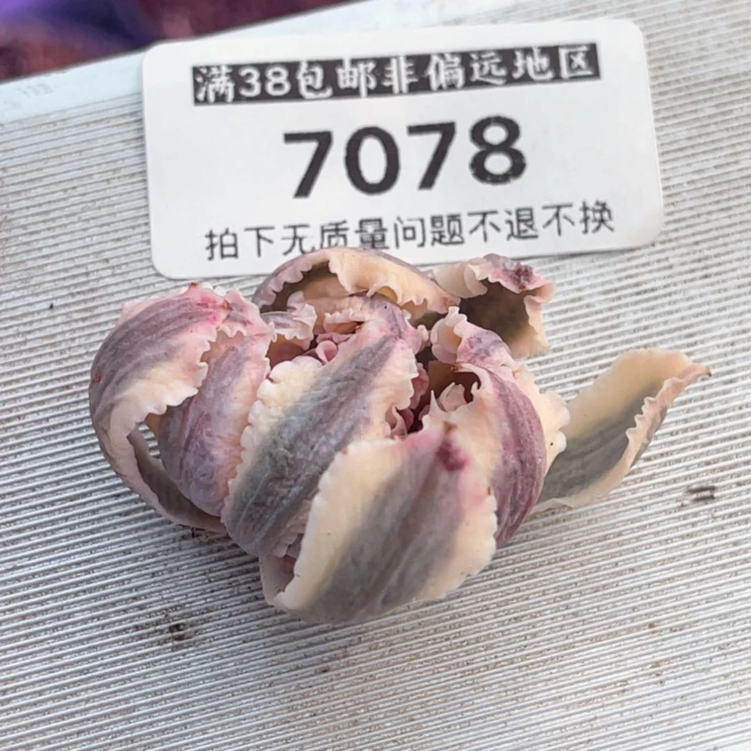 随*?多肉特价晚霞之舞锦头盖7078